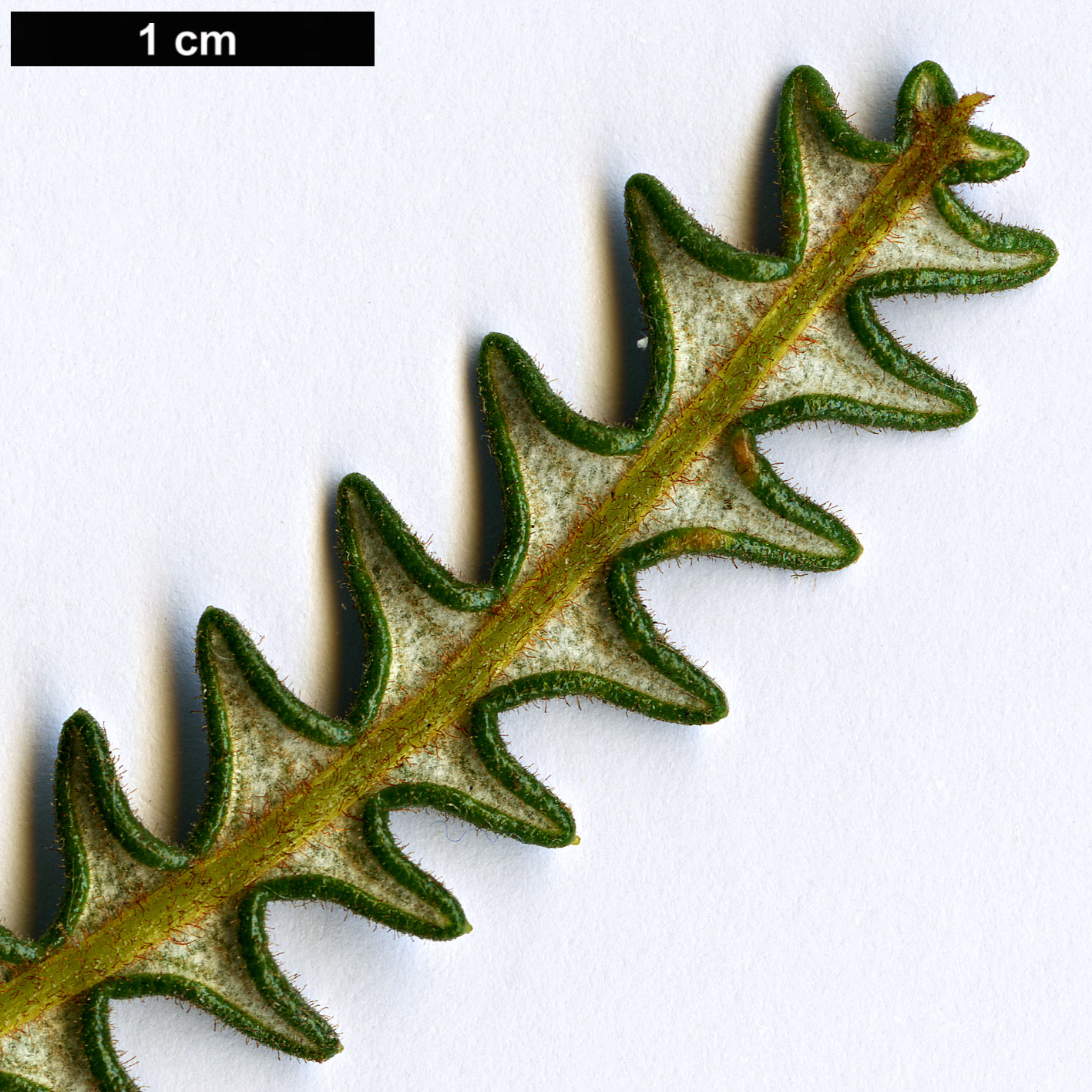 High resolution image: Family: Proteaceae - Genus: Dryandra - Taxon: obtusa